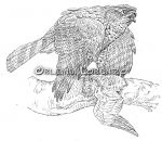 Goshawk bw