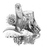 Otter bw