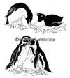 Penguins bw